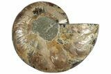 Cut & Polished Ammonite Fossil (Half) - Madagascar #308635-1